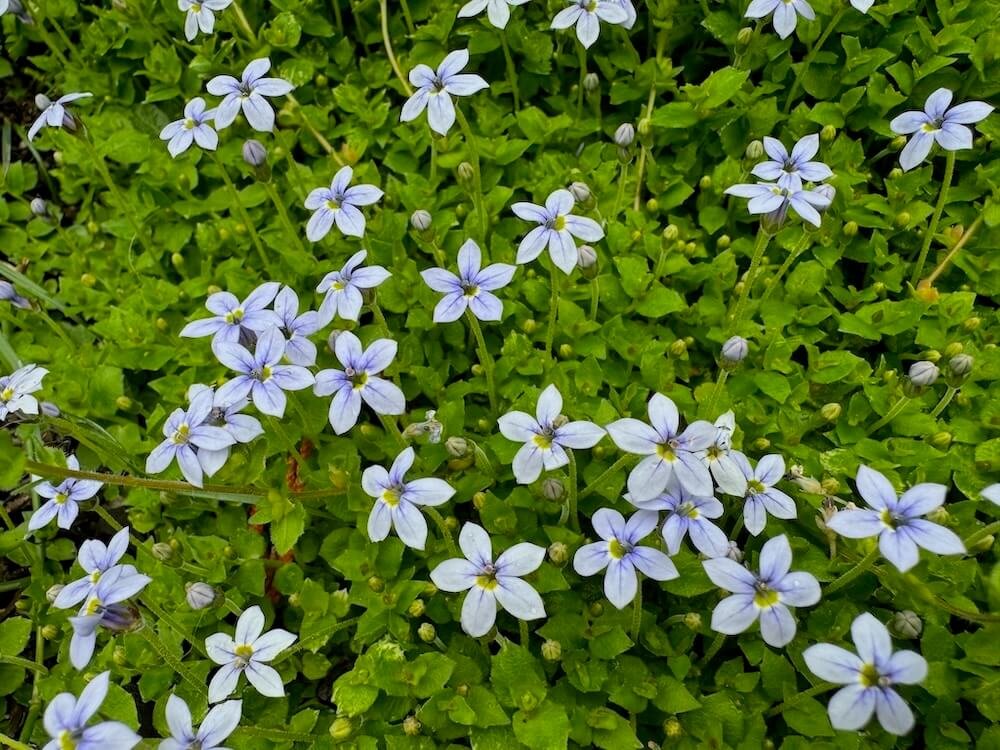 Laurentia fluviatilis