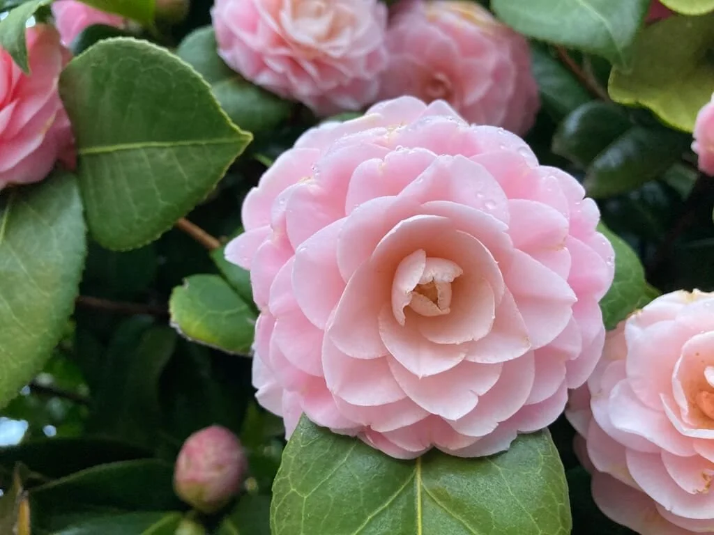 Camellia japonica ‘Pearl Maxwell’