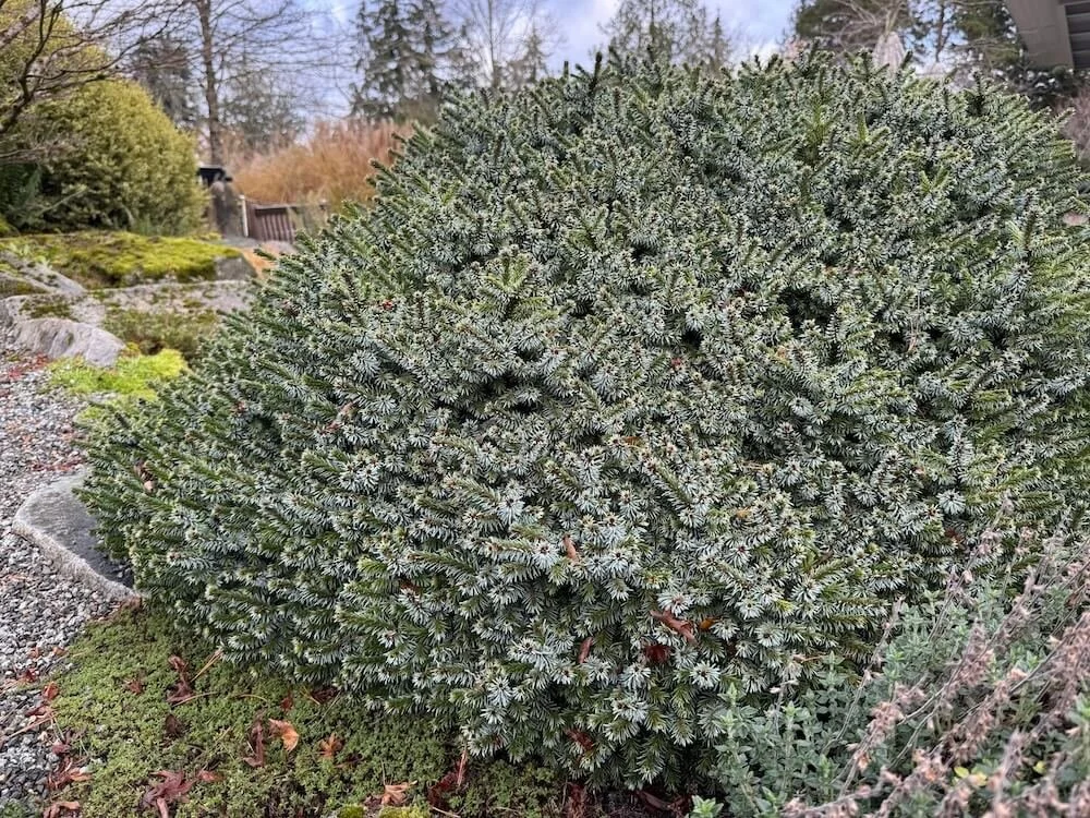 Picea omorika 'Pimoko'