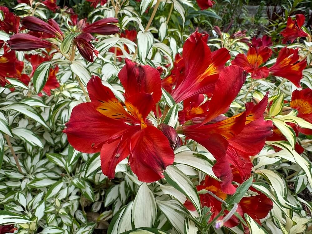 Alstroemeria x 'AlsDun01'