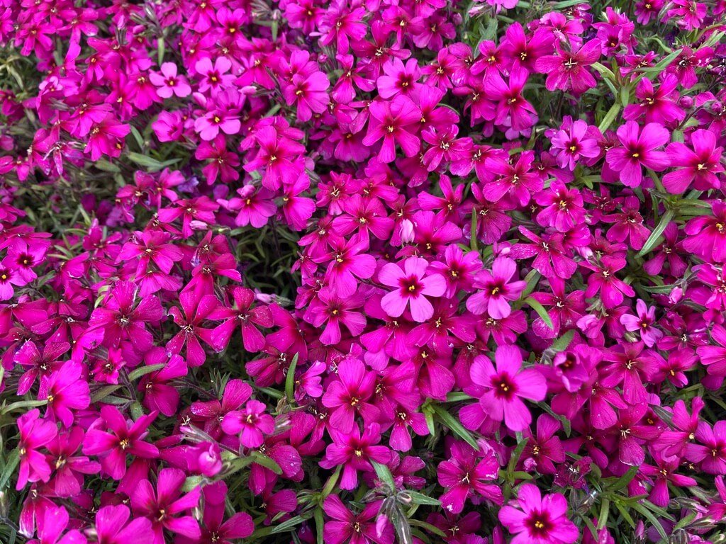 Phlox subulata ‘Spring Scarlet’