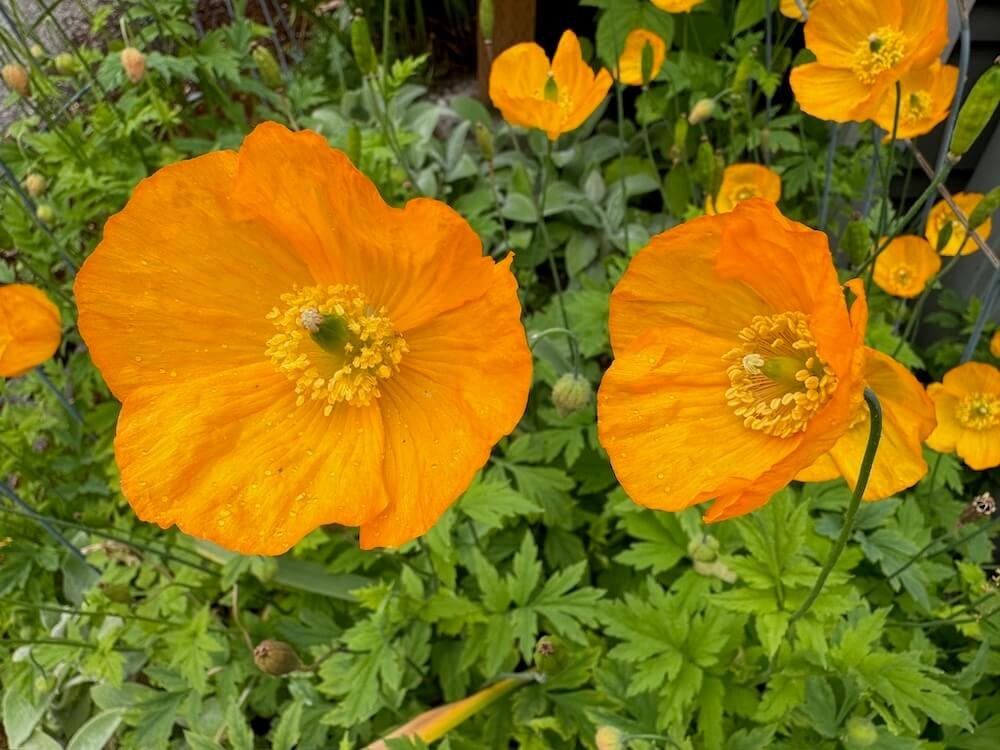 Papaver alpinum