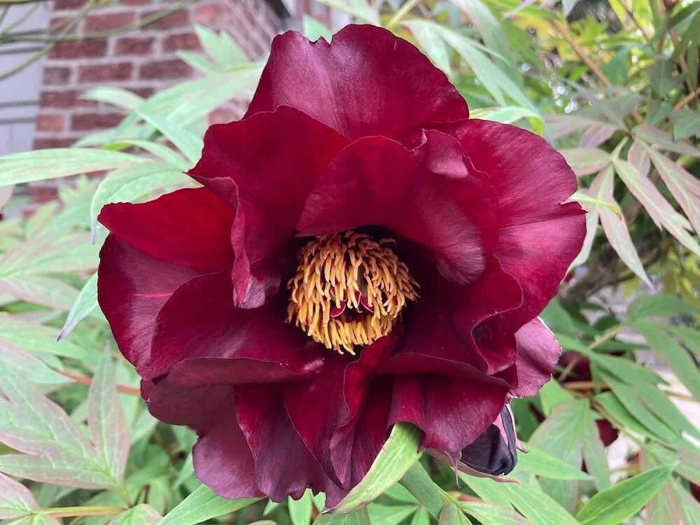 Paeonia x intersectional ‘Scarlet Heaven’