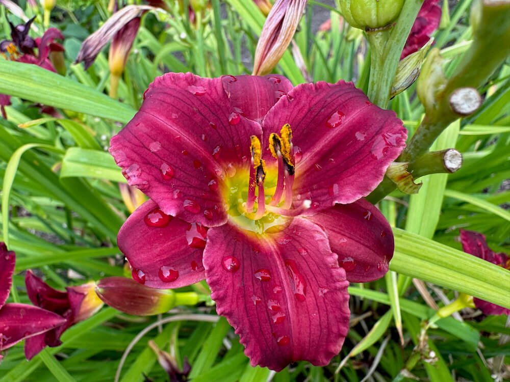 Hemerocallis 'Pardon Me'