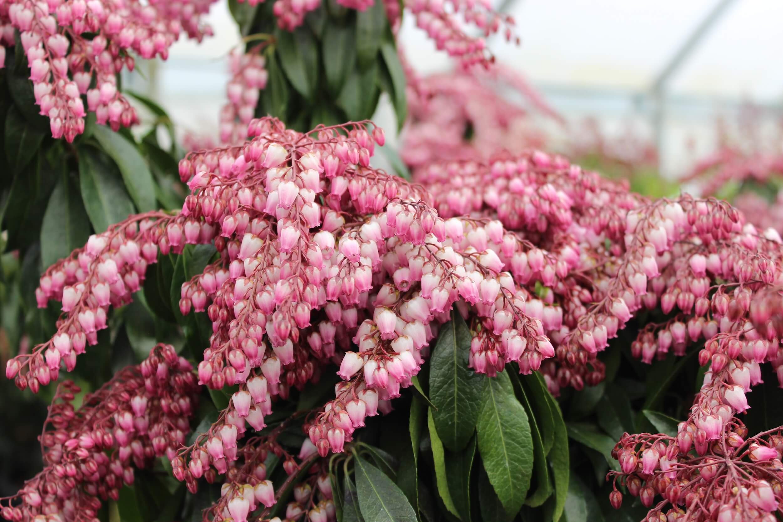 Japanese Pieris