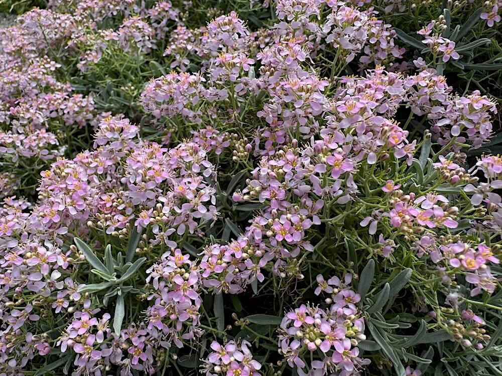 Alyssum spinosum