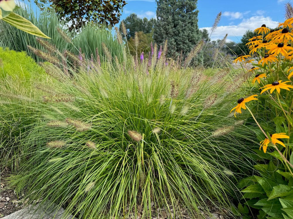 Pennisetum alopecuroides 'Hameln'