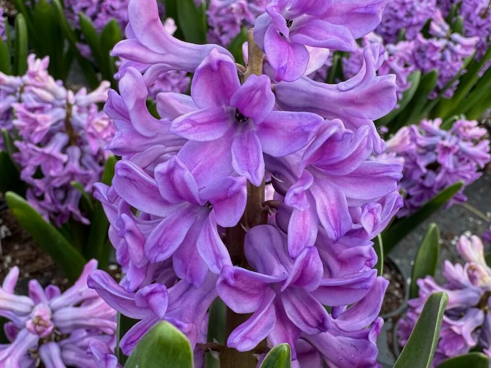 Hyacinthus orientalis 'Purple Sensation'