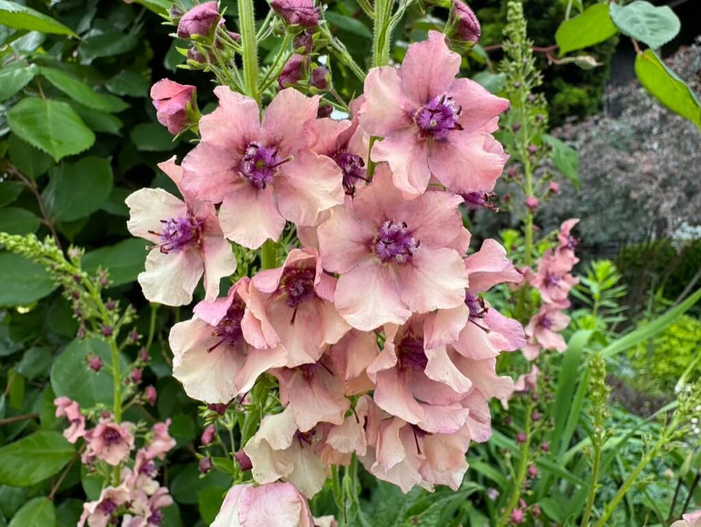 MULLEIN (Verbascum)