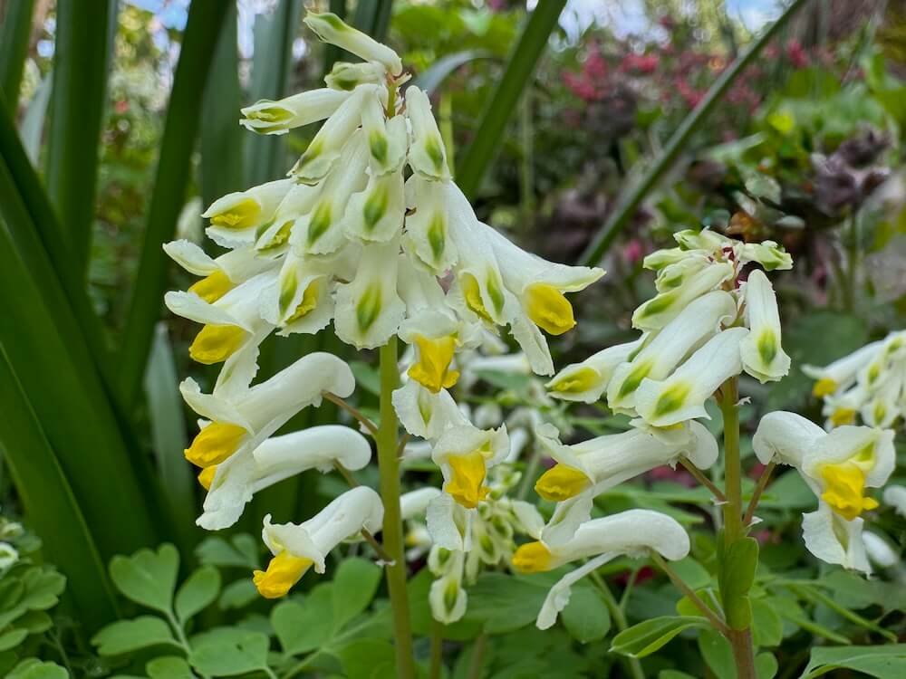 Corydalis ochroleuca