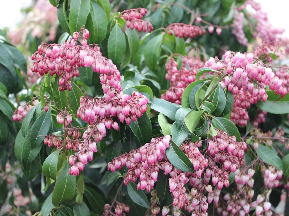 Pieris japonica 'Katsura'
