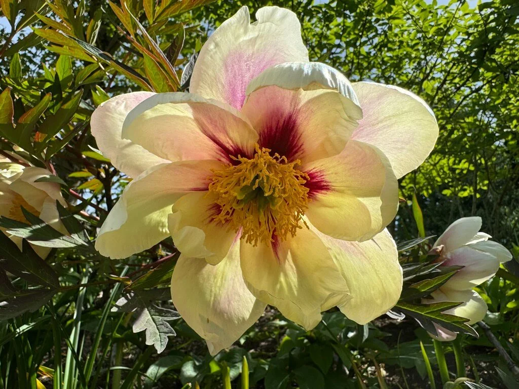 Paeonia x suffruticosa ‘Sonoma Apricot’