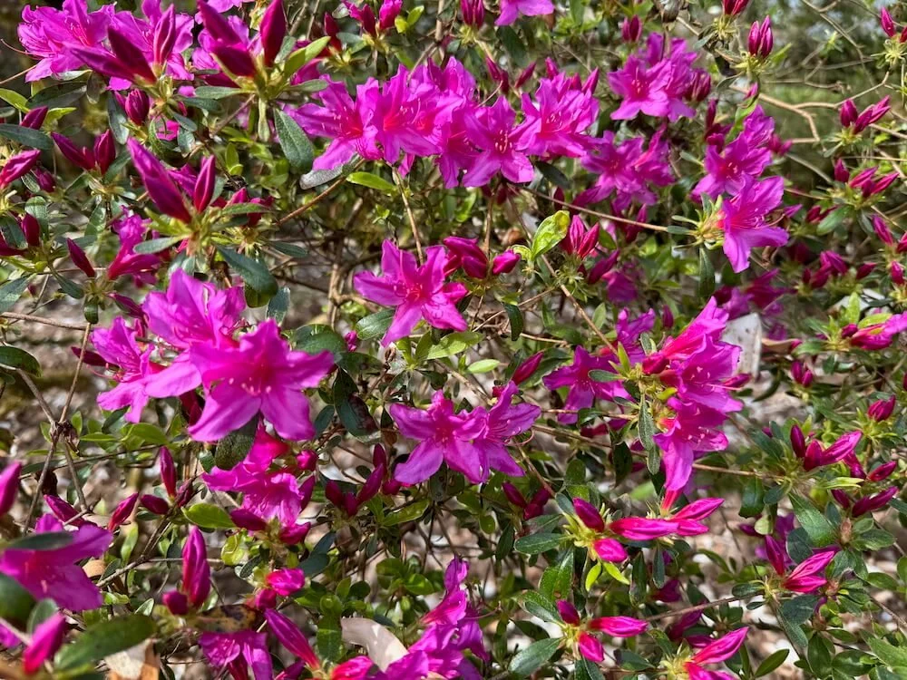 Rhododendron 'Atalanta'