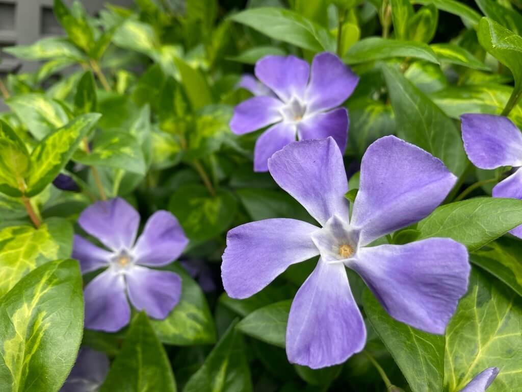 PERIWINKLE (Vinca)