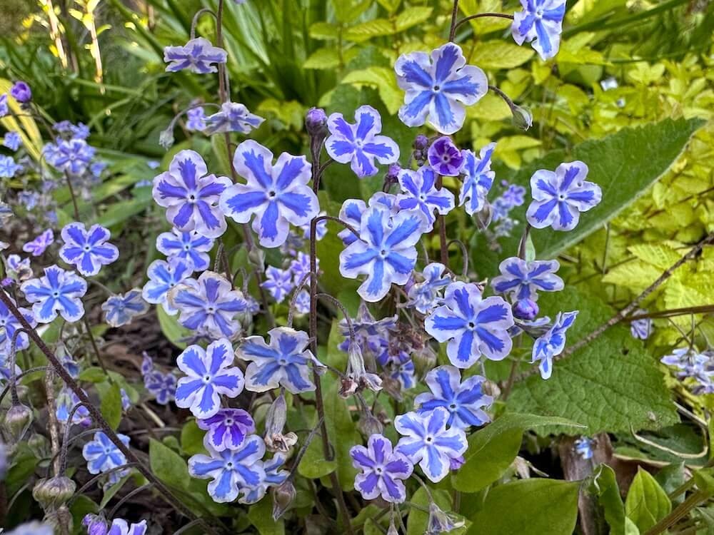 NAVELWORT (Omphalodes)