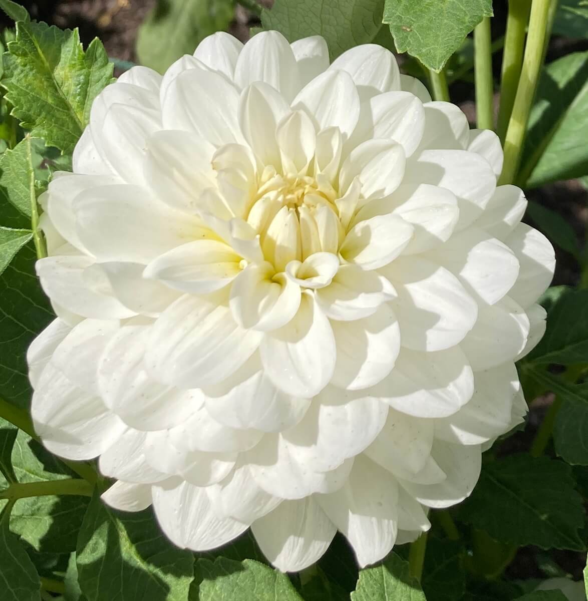 Dahlia 'Bride to Be'
