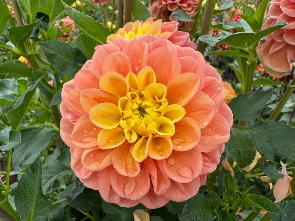 Dahlia 'Oh Honey'