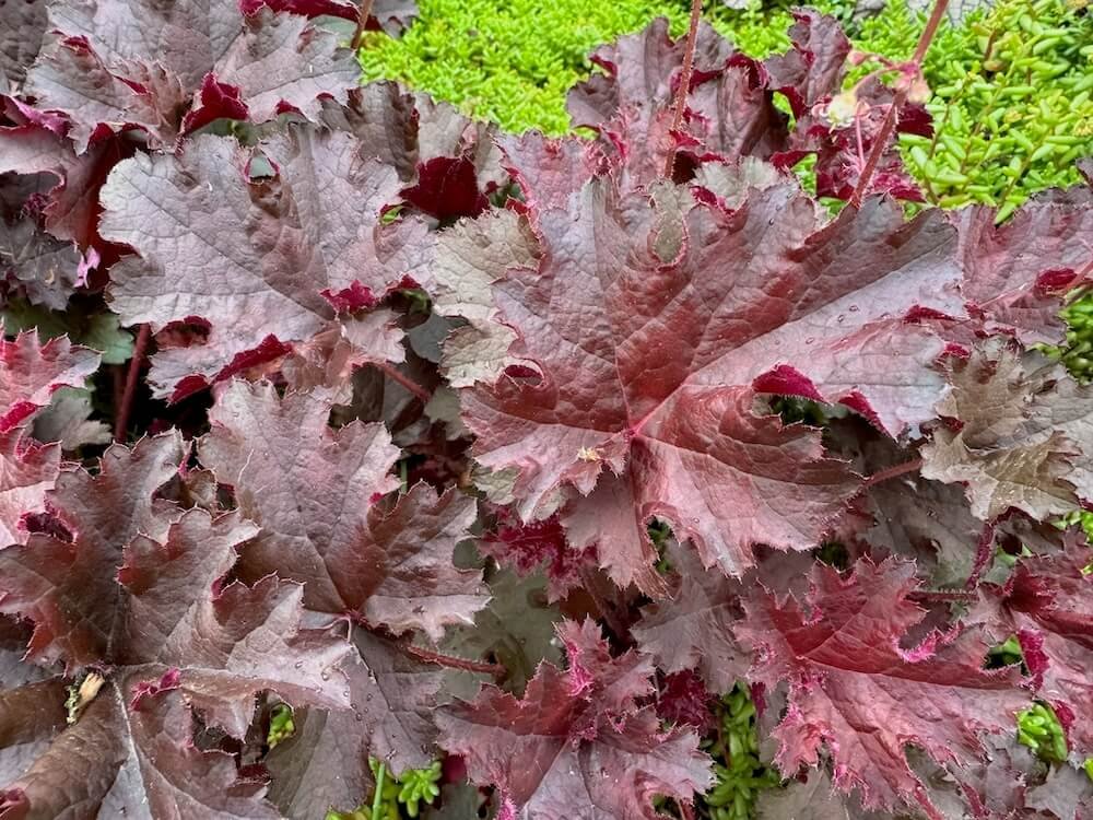 Heuchera 'Chocolate Ruffles'