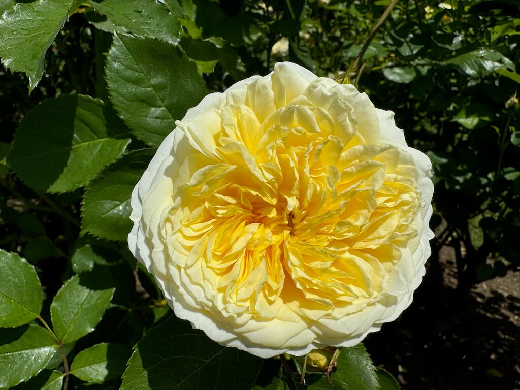 Rosa 'Auswalker'