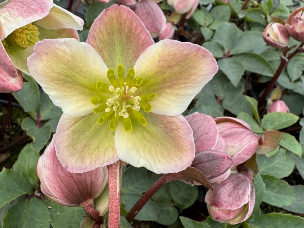 Helleborus x ericsmithii HGC 'Ivory Prince'