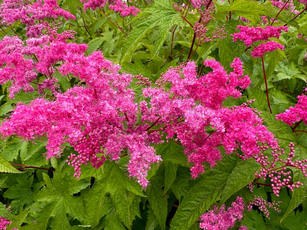 Filipendula purpurea