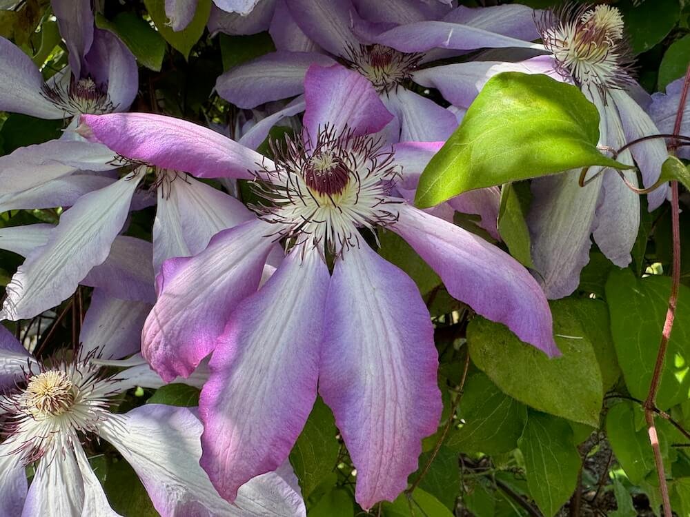 Clematis 'Serafina'