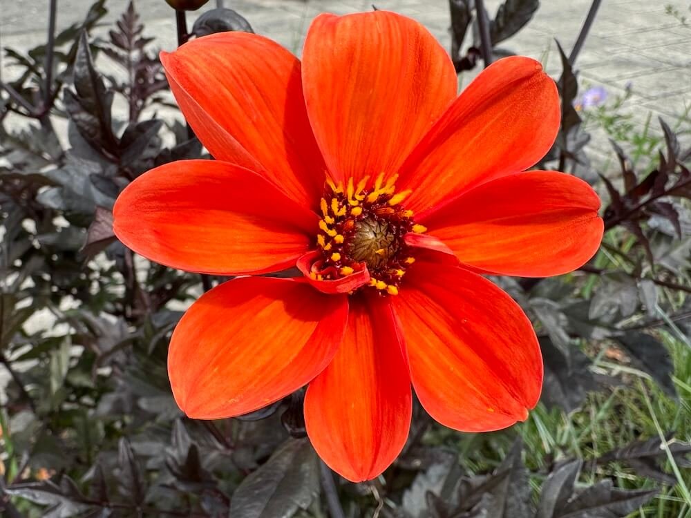 Dahlia 'Mystic Enchantment'