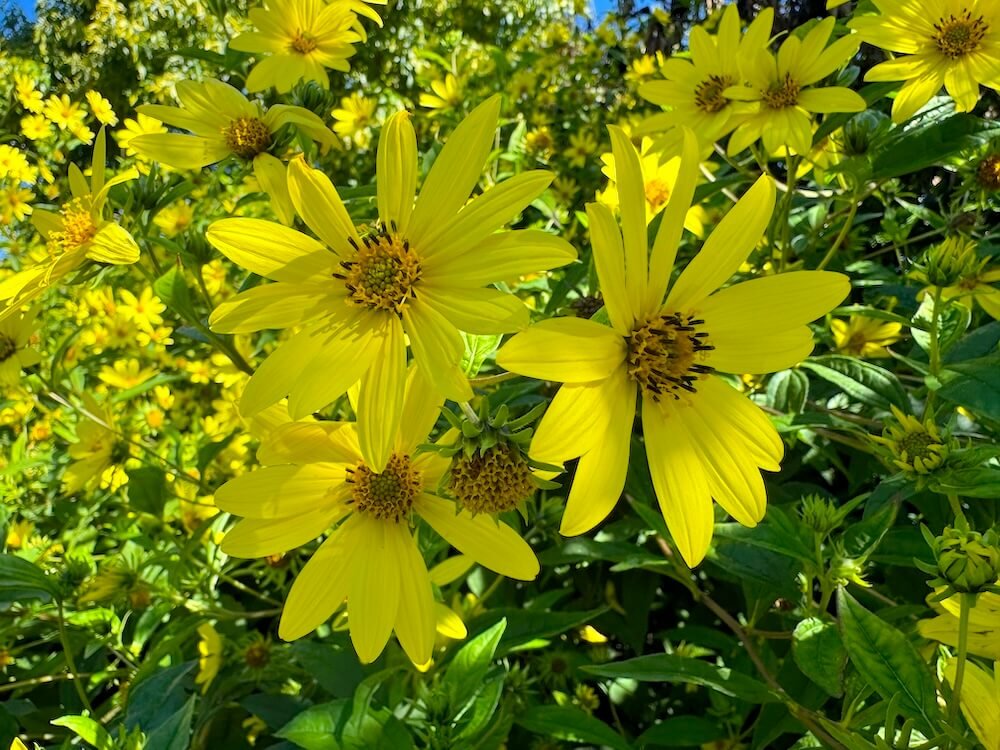 Helianthus salicifolius 'Lemon Queen'