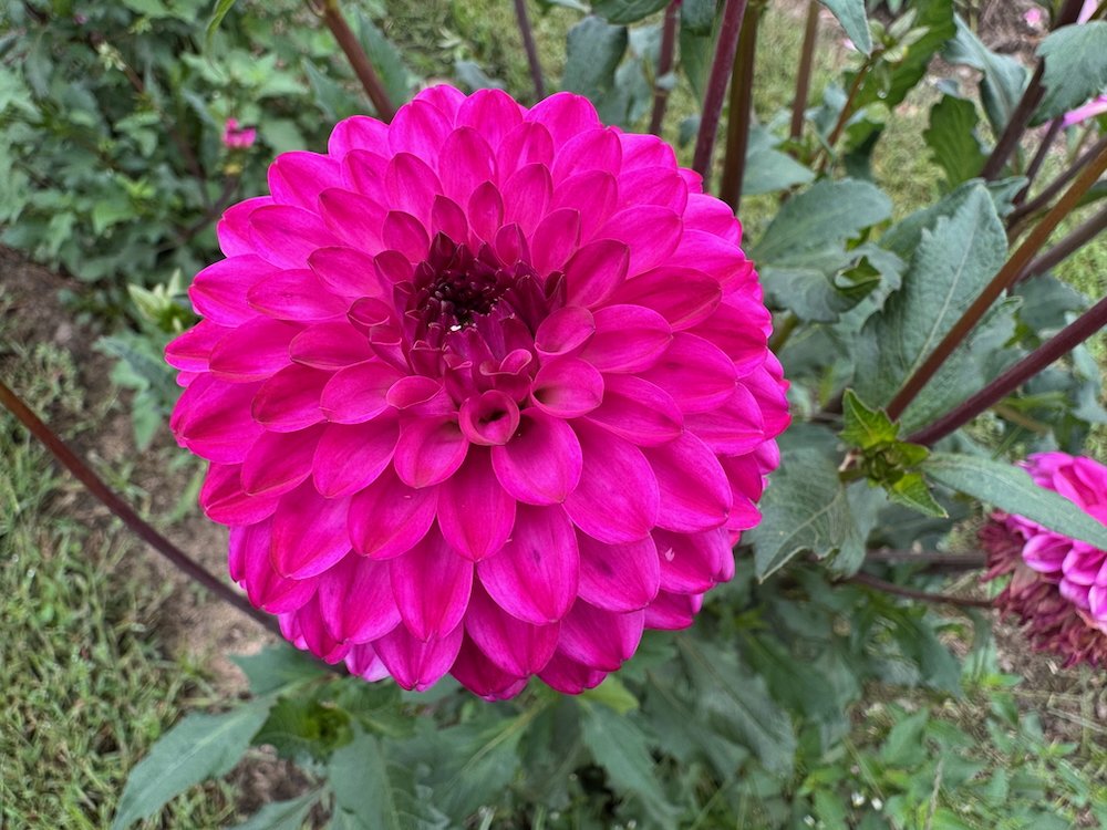 Dahlia 'Daniel Edward'