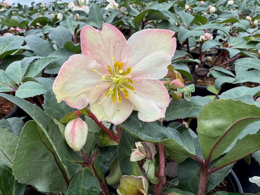 Helleborus x ballardiae HGC 'Mahogany Snow'