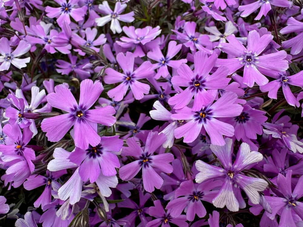 Deer Resistant Groundcovers