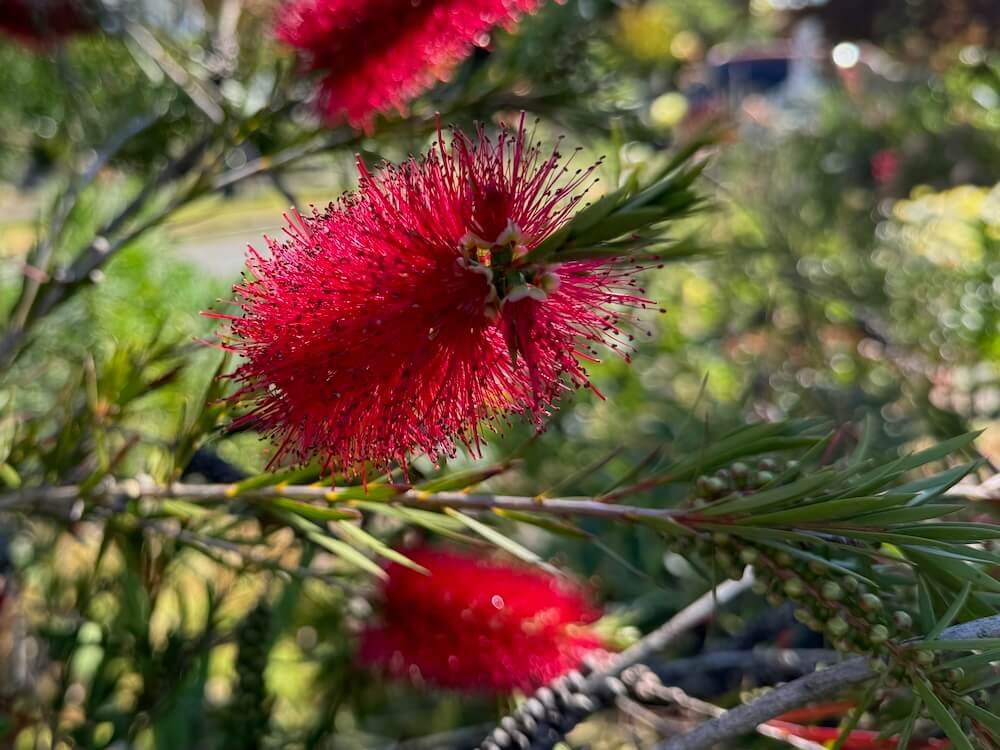 Callistemon 'Woodlander's Hardy Red'
