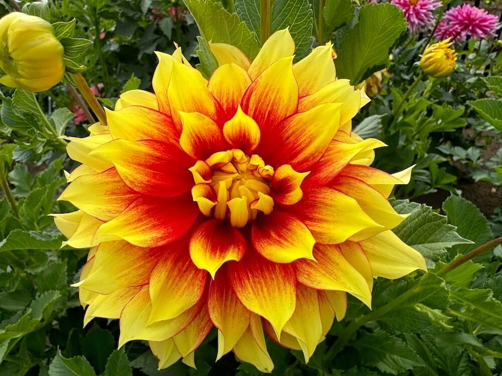 Dahlia 'Firefighter'
