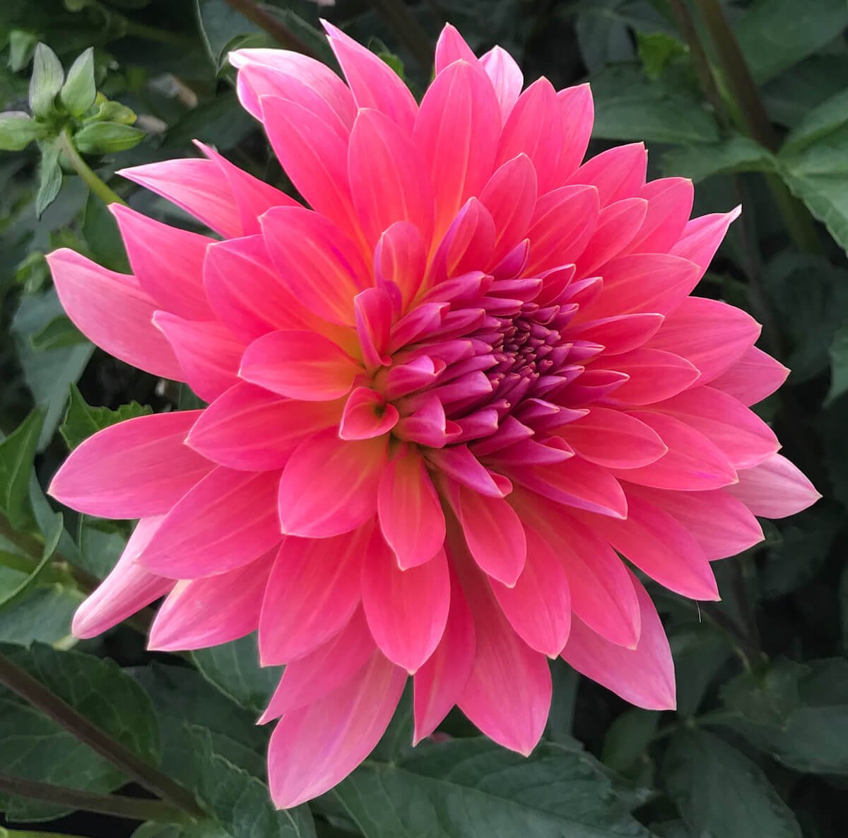 Dahlia 'Coral Gypsy'
