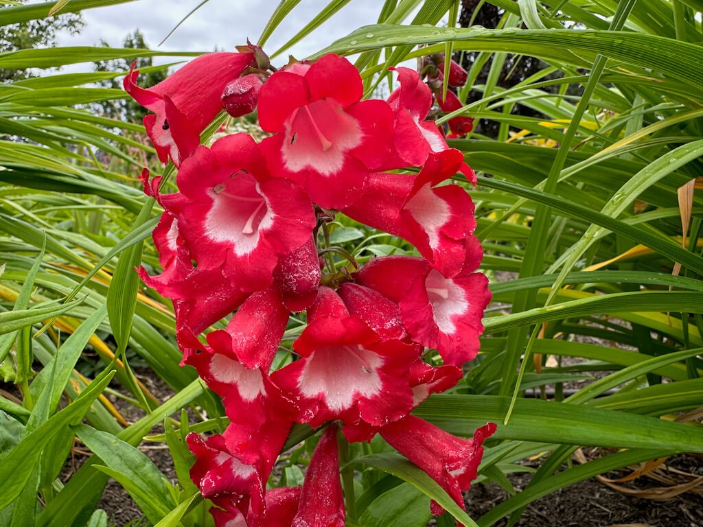 Penstemon pinifolius 'Red Riding Hood'