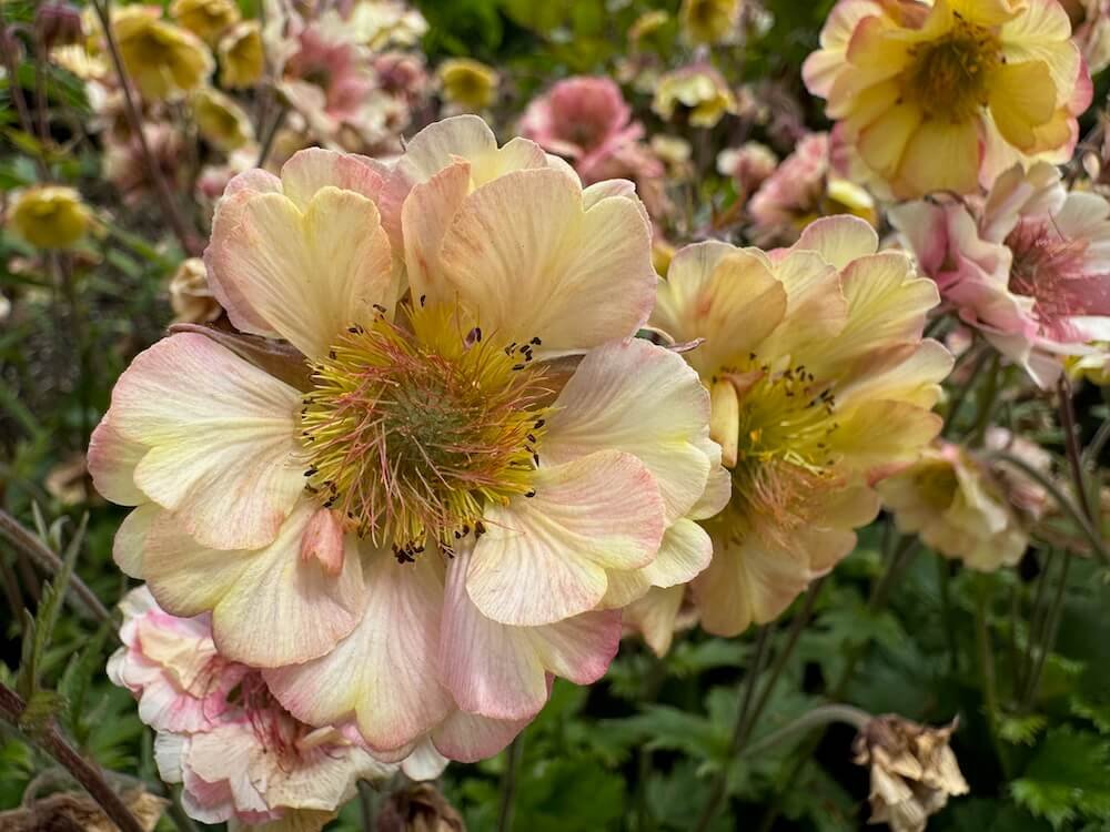 Geum 'Pretticoats Peach'