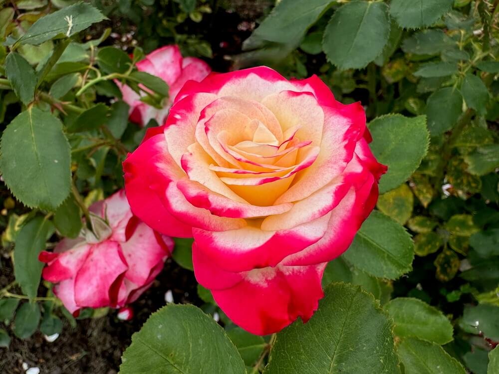 Rosa 'Double Delight'