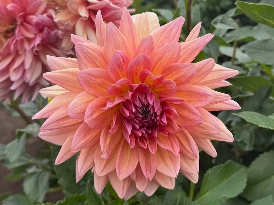 Dahlia 'Baarn Bounty'