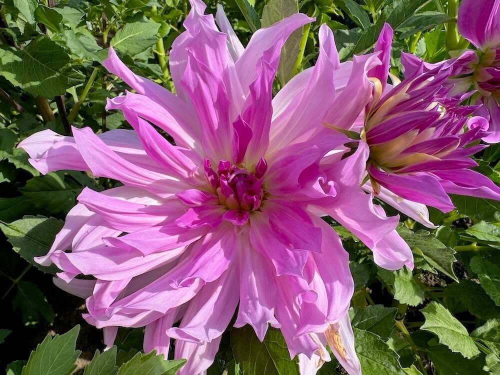 Dahlia 'Lavender Ruffles'