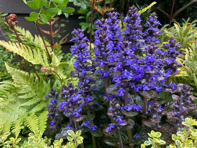 Ajuga reptans ‘Mahogany’
