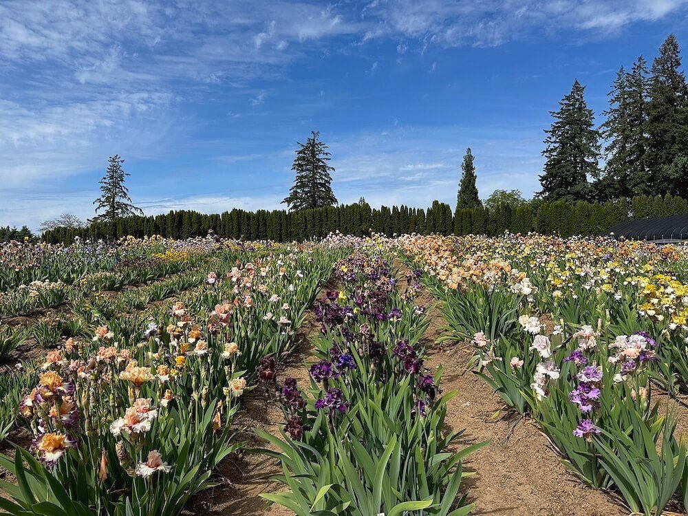 MID-AMERICA (IRIS) GARDEN