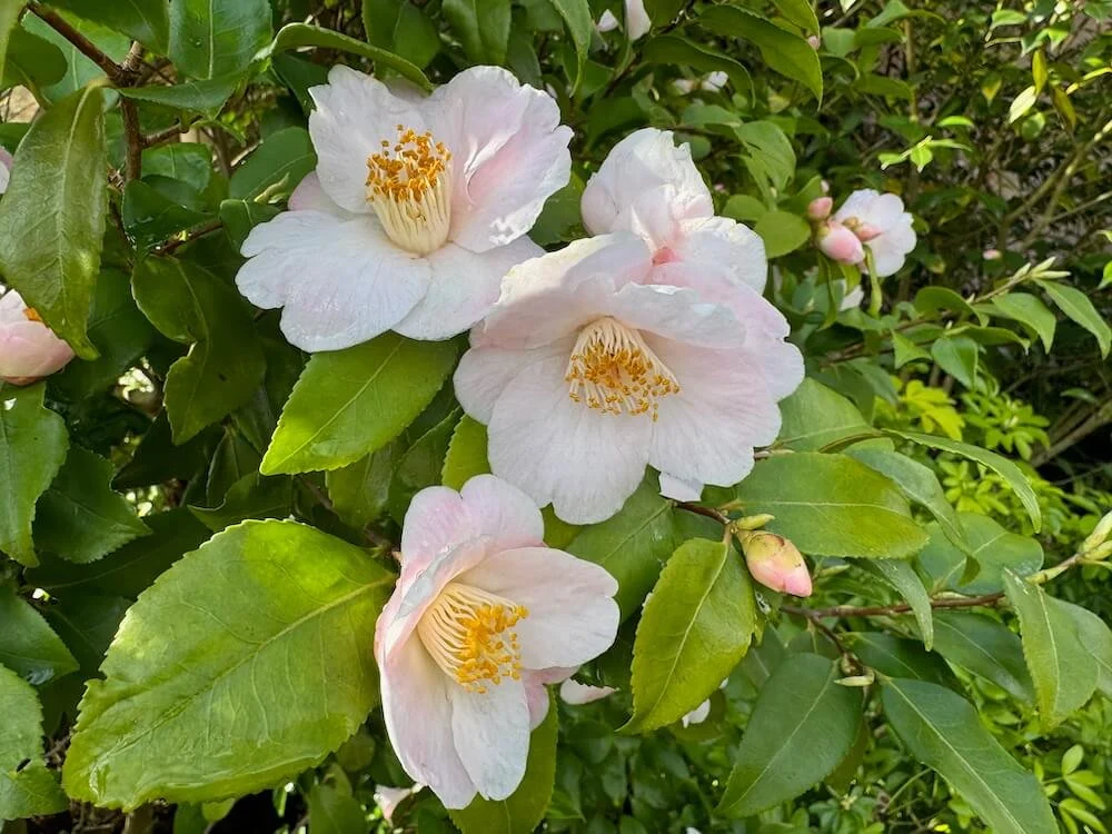 Camellia 'Spring Mist'