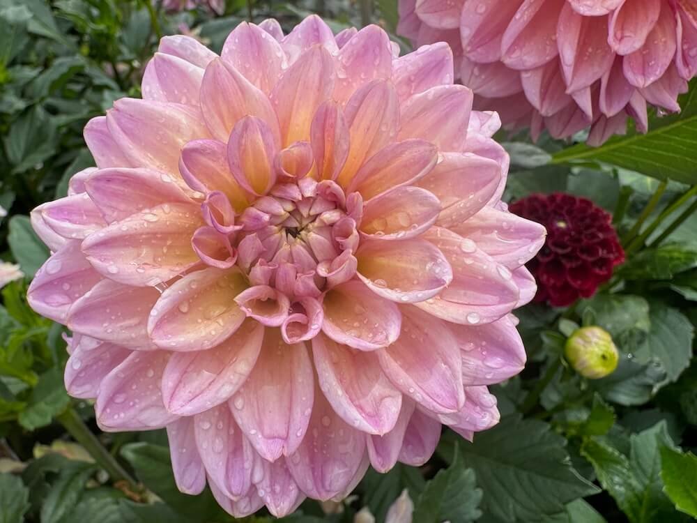 Dahlia 'Sweet Treat'