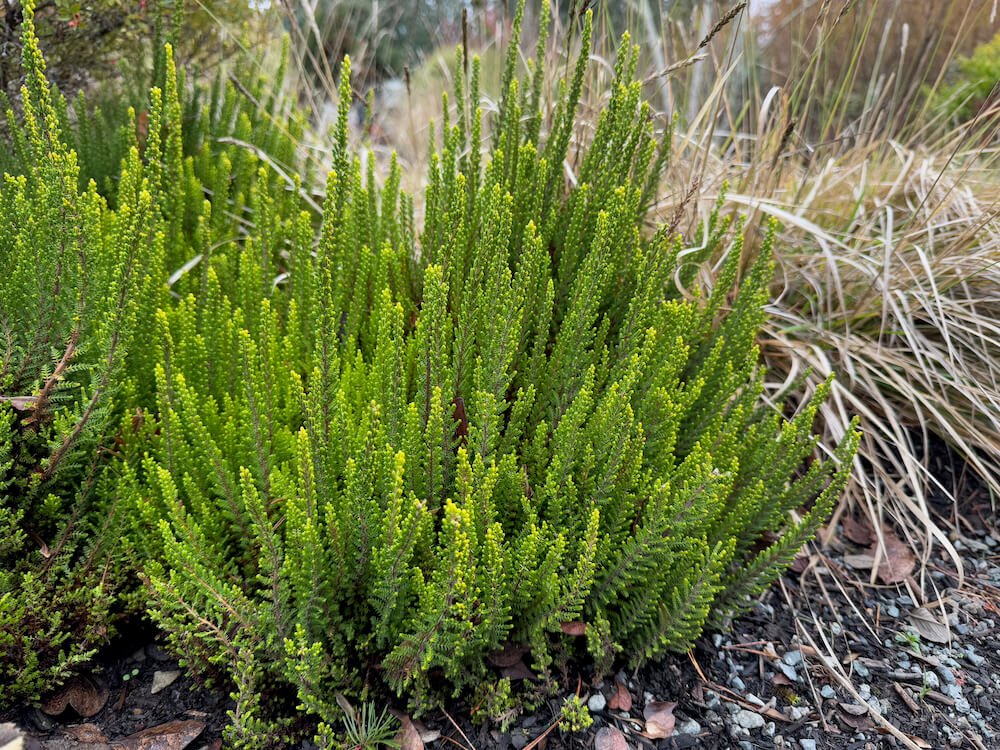 Calluna vulgaris 'Skyline Barcelona'