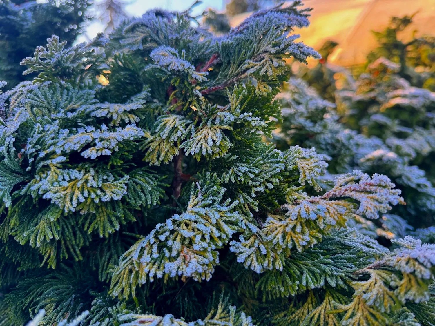 Winter Garden Tasks