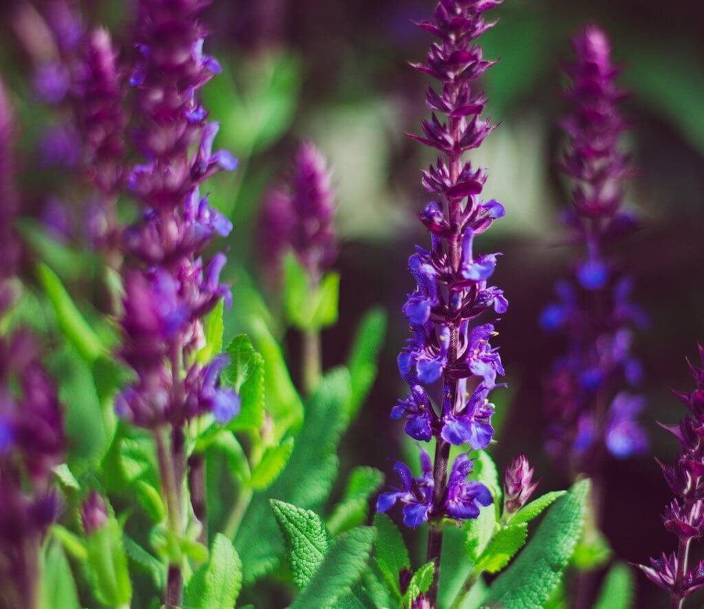 Salvia nemorosa ‘Caradonna’