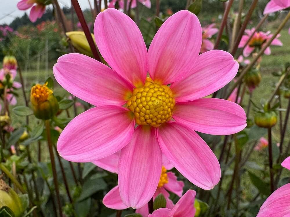 Dahlia 'Bonne Esperance'