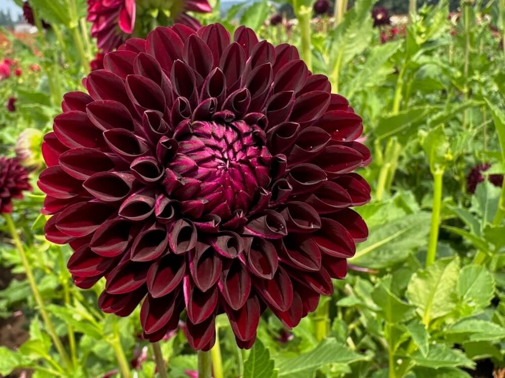 Dahlia 'Nighty Night'