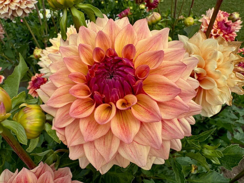 Dahlia 'Tuscany'