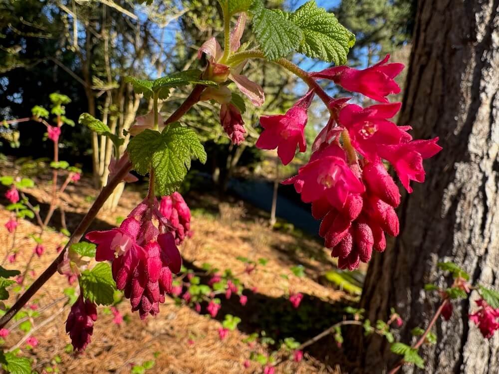 Ribes sanguineum 'King Edward VII'